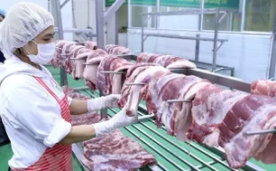 Vận hành sàn giao dịch thịt lợn từ cuối tháng 4