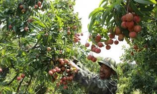 Giá vải thiều tăng gấp ba ngay đầu vụ