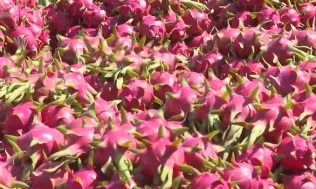 Trung Quốc chi gần 1,5 tỷ USD mua nông sản Việt đầu năm