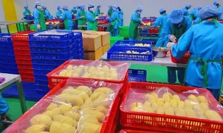 Xuất khẩu hơn 14.000 tấn sầu riêng đông lạnh