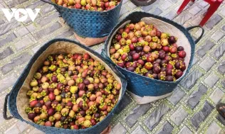 Măng cụt mất mùa, giá cao nhưng nông dân vẫn "thiệt kép"