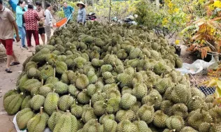 Sầu riêng, mít, chanh vẫn lao dốc, nhà vườn ở Đồng Tháp thất thu