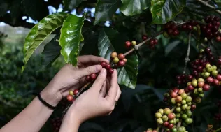 Giá cà phê tăng mạnh khi lo ngại thắt chặt nguồn cung