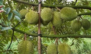 Mã số vùng trồng - “Tấm hộ chiếu” đưa nông sản Việt vươn xa