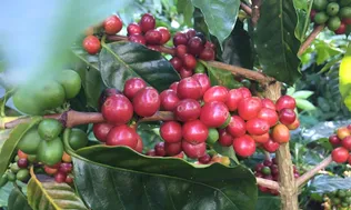 Trung Quốc ra quy định mới về nhập khẩu nông sản