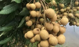 Nhãn lồng Hưng Yên hướng đến xuất khẩu bền vững
