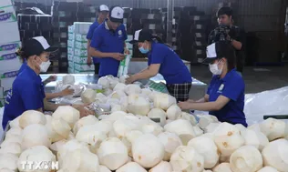 Khai mở giá trị tỷ đô cho thị trường xuất khẩu dừa