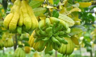 Giá phật thủ Tết có thể lên tới 3 triệu đồng/quả