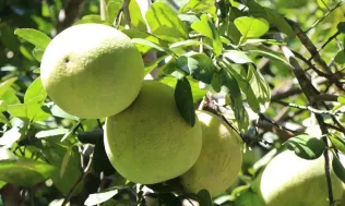 Australia công bố điều kiện nhập khẩu bưởi tươi Việt Nam