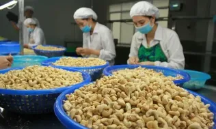 Nghịch lý Việt Nam nhập khẩu hạt điều cao hơn xuất khẩu