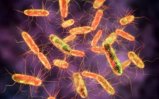 Tìm ra ‘thủ phạm’ không thể ngờ gây bệnh nhiễm khuẩn Salmonella tại Mỹ
