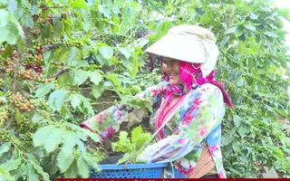 Quài Tở: Khi đất đơm hoa, kết trái