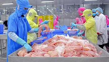 Cá tra Việt Nam 2025: Tăng tốc xuất khẩu trong vùng xoáy cạnh tranh mới