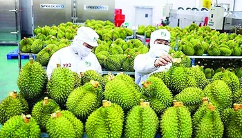 Gỡ khó xuất khẩu sầu riêng sang Trung Quốc