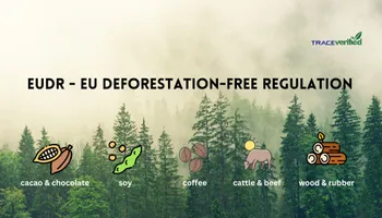 Blockchain và AI: Giải pháp cho doanh nghiệp trước quy định chống phá rừng của EU