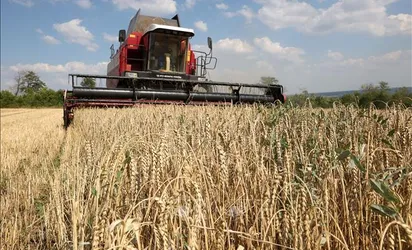 Giá bạch kim lao dốc, lúa mì ‘nóng’ dần theo vụ mùa Mỹ