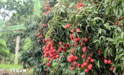 Vải trứng Hưng Yên: Nâng tầm thương hiệu trái cây Việt