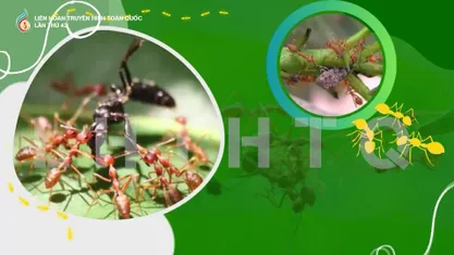 Kiến vàng- vệ sỹ bảo vệ cây trồng