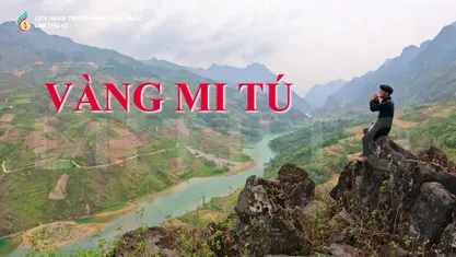 Vàng Mi Tú