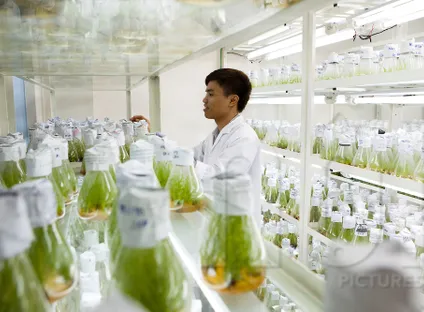 France, Vietnam bioengineer rice varieties | VTV
