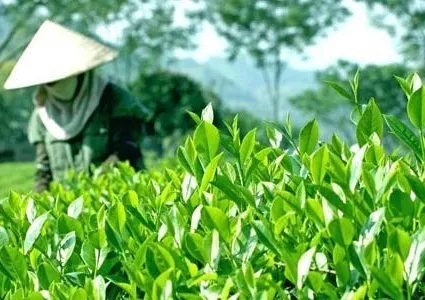 Viet Nam, Pakistan expect trade to rise to $500 million