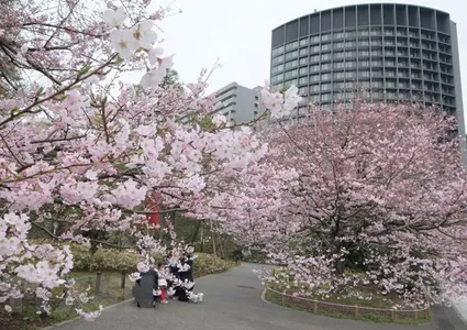 Cherry blossoms in Japan
