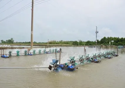 National programme helps Sóc Trăng sustainably exploit fisheries resources