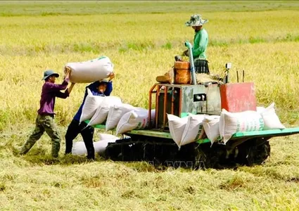 Vietnamese rice prices on the hike