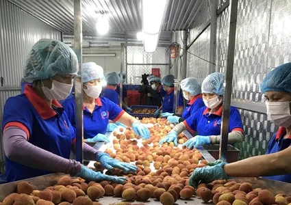 Bac Giang lychees promoted in Thailand