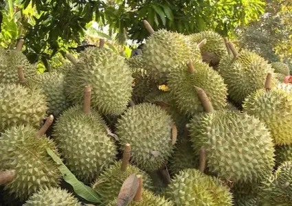 Dak Lak pushes digitalisation for durian exports