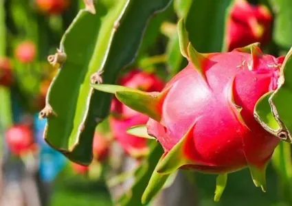 Vietnam aims for higher-value farm exports