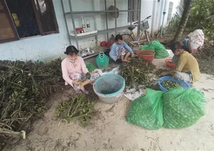 Prices of fresh areca nuts in Vietnam hit record highs due to Chinese demand