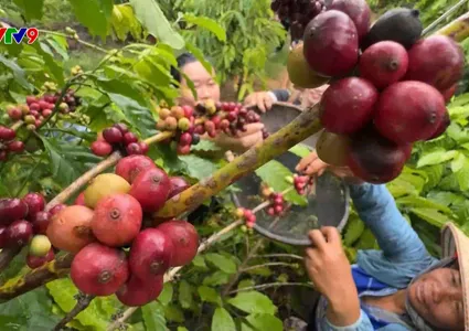 Agriculture sustains growth momentum in H1, strengthening foundation for green development