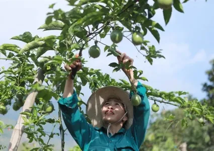 Vietnam expects to officially export passion fruit to US next year
