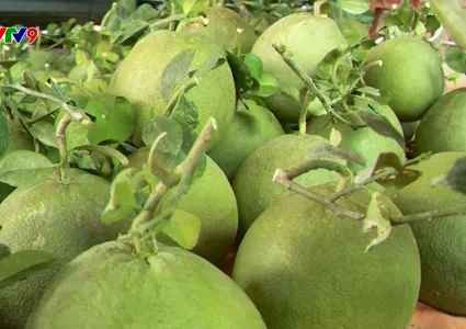 Vietnam's fruit, vegetable exports up nearly 18% in H1