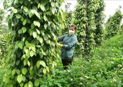 Vietnamese pepper: decline in volume, surge in value