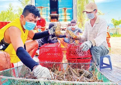 Sustainable development of lobster farming