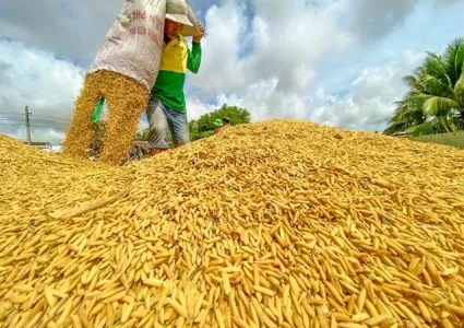 Rice exports set for rebound amid strong demand