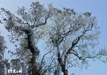 Rare frost in mid-March covers Ta Xua peak in Yen Bai
