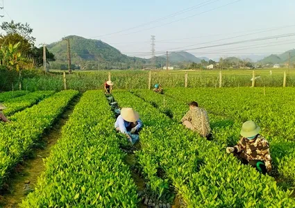 Sustainable forest management to combat climate change