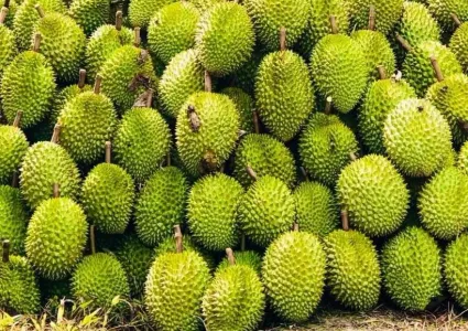 China recognises 829 growing area codes for Vietnamese durian