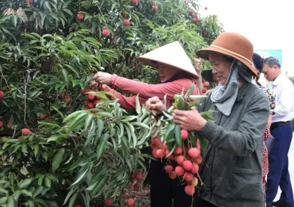 Thanh Ha lychee harvest and trade promotion launched in Hai Duong