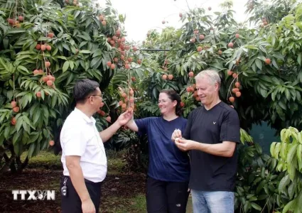 Luc Ngan to host lychee tourism festival