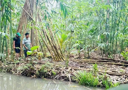 Promoting bamboo-based green economy and value chains