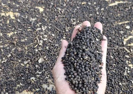 Pepper export turnover surge 27.6% in nine months