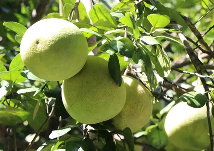 Vietnamese pomelos gain broader access to Australian market