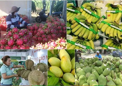 Vietnam’s fruit, vegetable exports exceed 7 billion USD in 10 months
