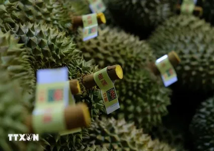 Durian export revenue grows to fresh new highs