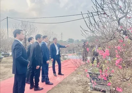 Nhat Tan peach blossom festival celebrates capital’s traditional craft