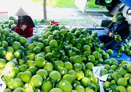 Hanoi’s agricultural exports surpass 2 billion USD in 2025